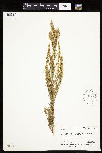 Artemisia dracunculus image