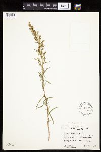 Artemisia dracunculus image
