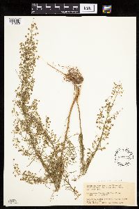 Artemisia dracunculus image