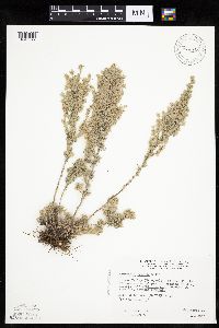 Artemisia frigida image