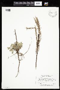 Artemisia frigida image