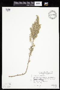 Artemisia frigida image