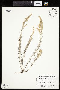 Artemisia frigida image