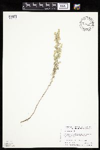 Artemisia frigida image