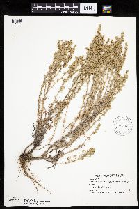 Artemisia frigida image
