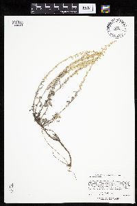 Artemisia frigida image