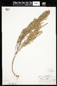 Artemisia frigida image