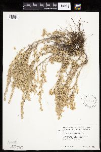 Artemisia frigida image