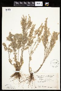 Artemisia frigida image