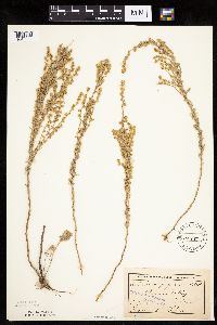 Artemisia frigida image