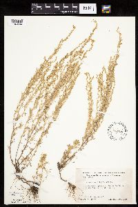 Artemisia frigida image