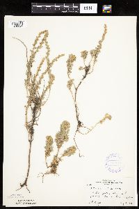 Artemisia frigida image