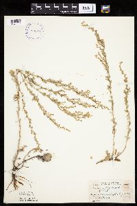 Artemisia frigida image
