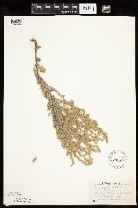 Artemisia frigida image