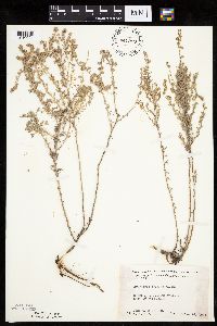 Artemisia frigida image