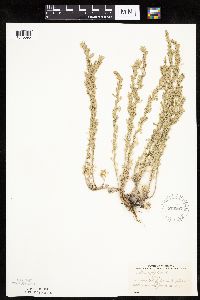 Artemisia frigida image