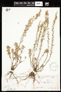 Artemisia frigida image