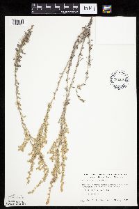 Artemisia frigida image