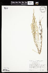 Artemisia frigida image