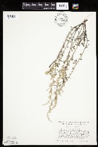 Artemisia frigida image