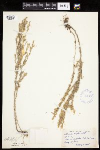 Artemisia frigida image