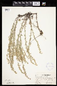 Artemisia frigida image