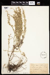 Artemisia frigida image
