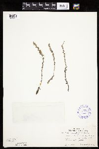 Artemisia frigida image