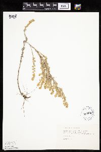 Artemisia frigida image