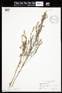 Artemisia frigida image