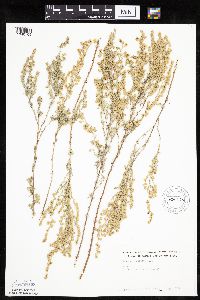 Artemisia frigida image