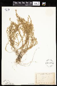 Artemisia frigida image