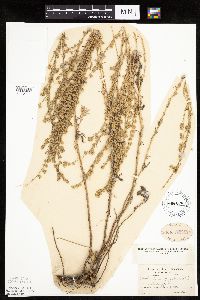 Artemisia frigida image