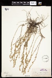 Artemisia frigida image