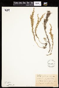 Artemisia frigida image