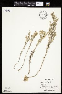 Artemisia frigida image