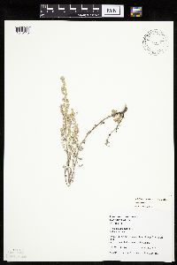 Artemisia frigida image