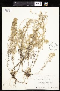 Artemisia frigida image