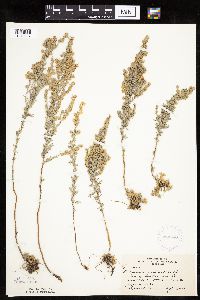 Artemisia frigida image