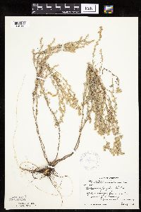 Artemisia frigida image