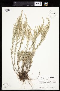 Artemisia frigida image