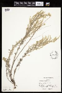 Artemisia frigida image