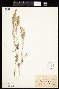 Artemisia frigida image