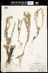 Artemisia frigida image