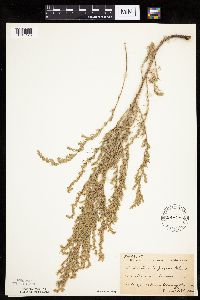 Artemisia frigida image
