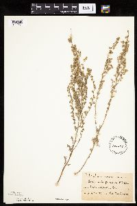 Artemisia frigida image