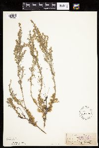 Artemisia frigida image