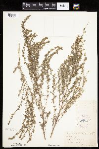 Artemisia frigida image