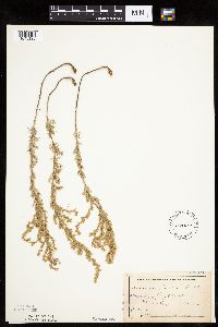 Artemisia frigida image