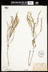 Artemisia frigida image